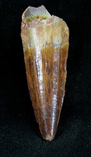Juvenile Spinosaurus Tooth - Great Preservation #20631